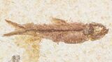 Small Knightia Fossil Fish - Wyoming #41033-1